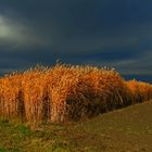 Goldenes Feld