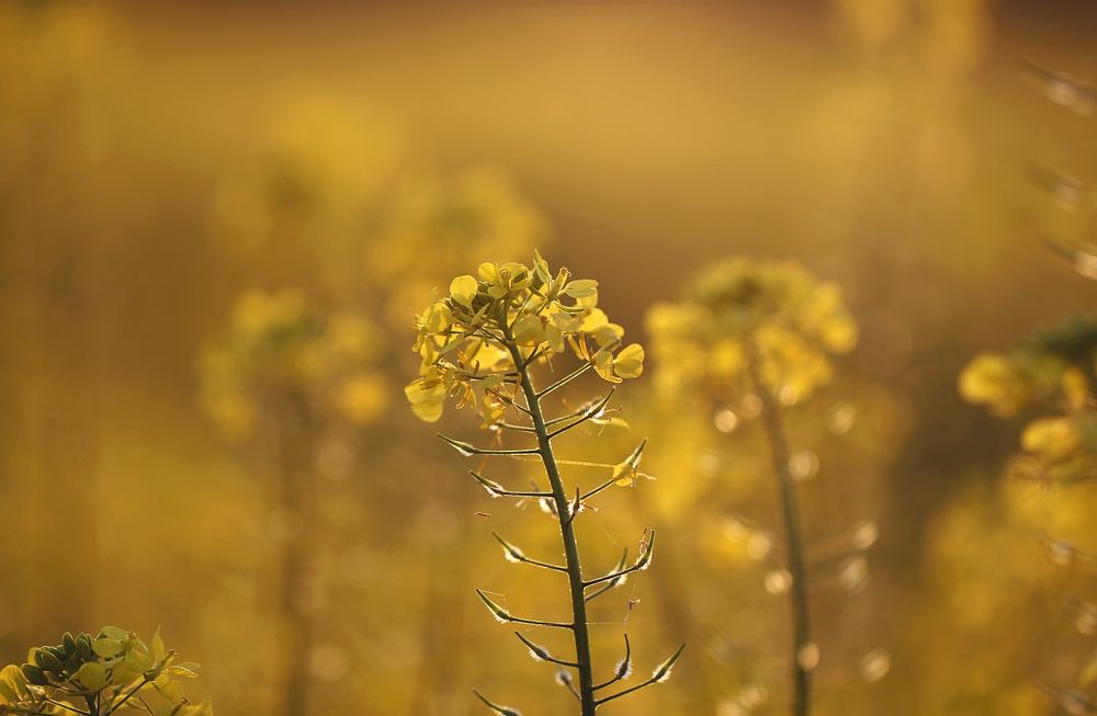 Goldenes Feld