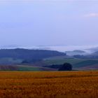 goldenes Feld im Morgengrauen