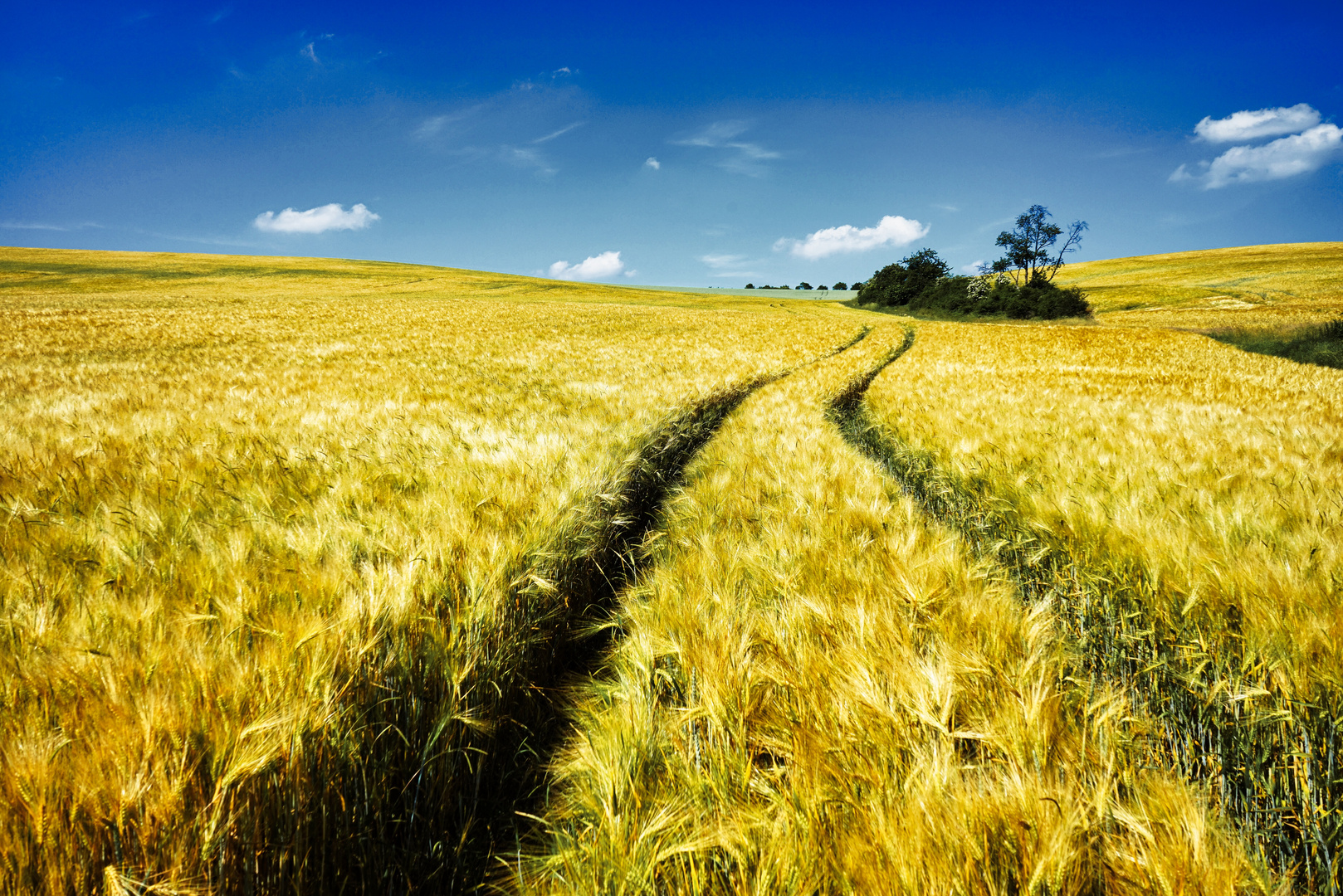 Goldenes Feld  im Sommer