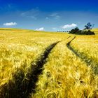 Goldenes Feld  im Sommer