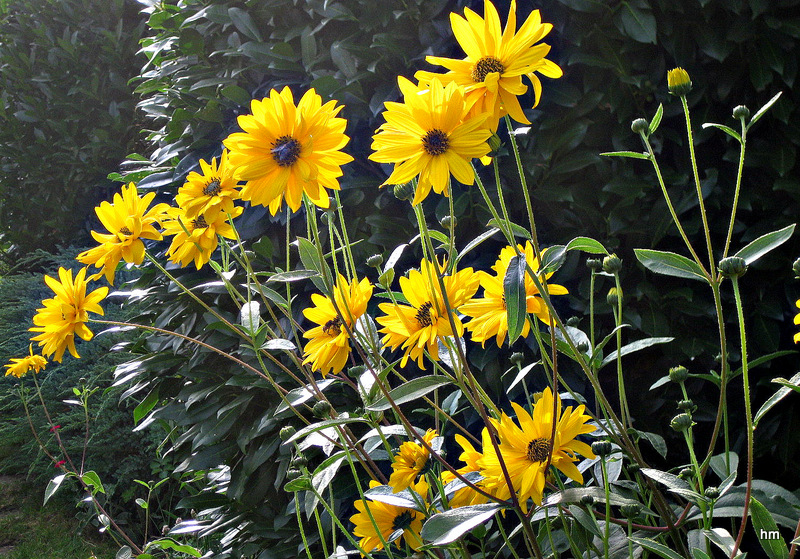 51+ Staudensonnenblumen Bayern Selbitz Vorschau Staudensonnenblumen,