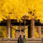 Goldenes Ginkgo Dach