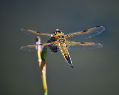 Goldenes Glück