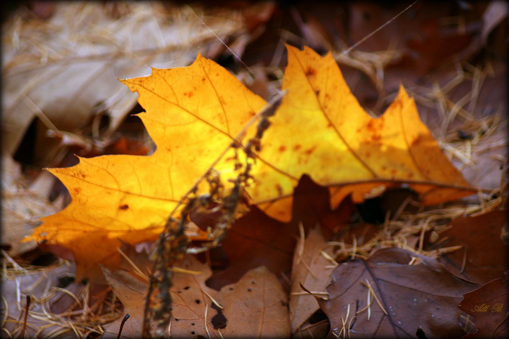 Goldenes Herbstblatt