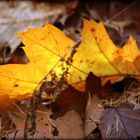 Goldenes Herbstblatt