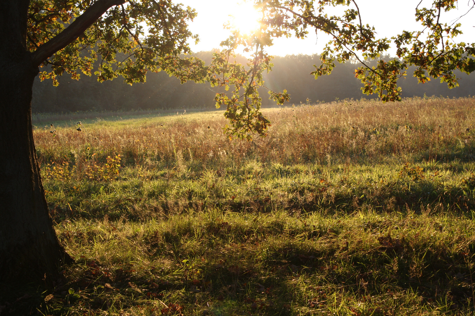 Goldenes Herbstfeld