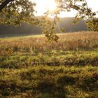 Goldenes Herbstfeld