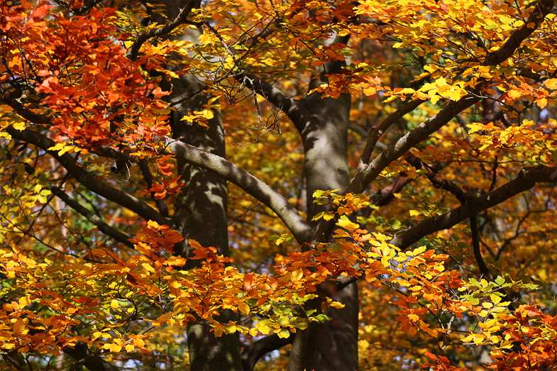 Goldenes Herbstkleid