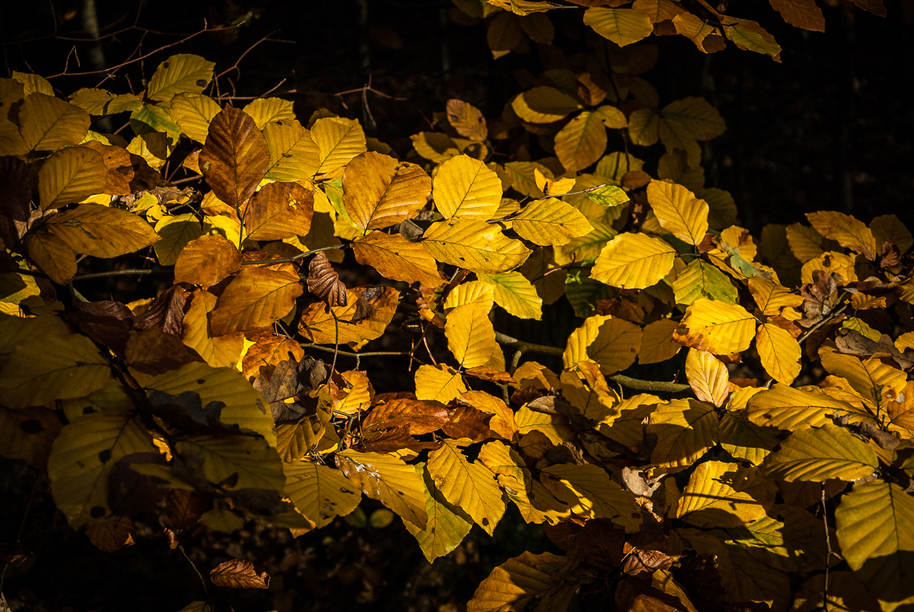 Goldenes Herbstlaub