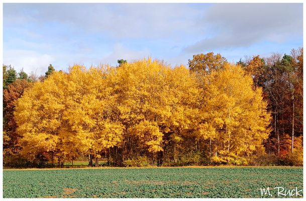 Goldenes herbstliches !