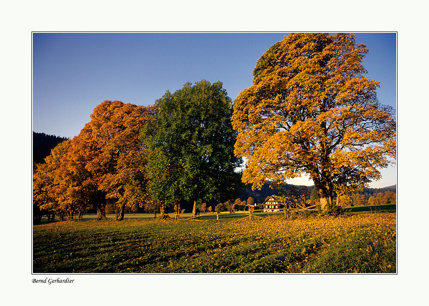 Goldenes Herbstlicht