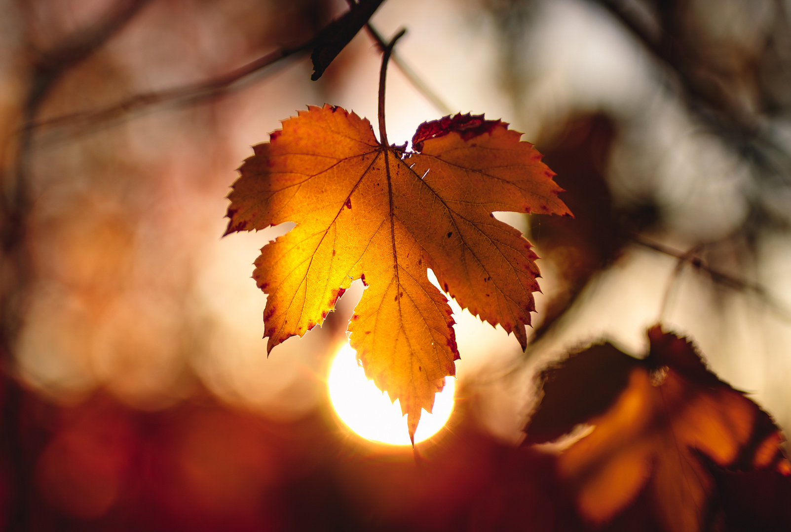 Goldenes Herbstlicht