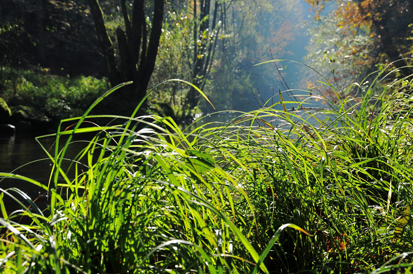 Goldenes Herbstlicht