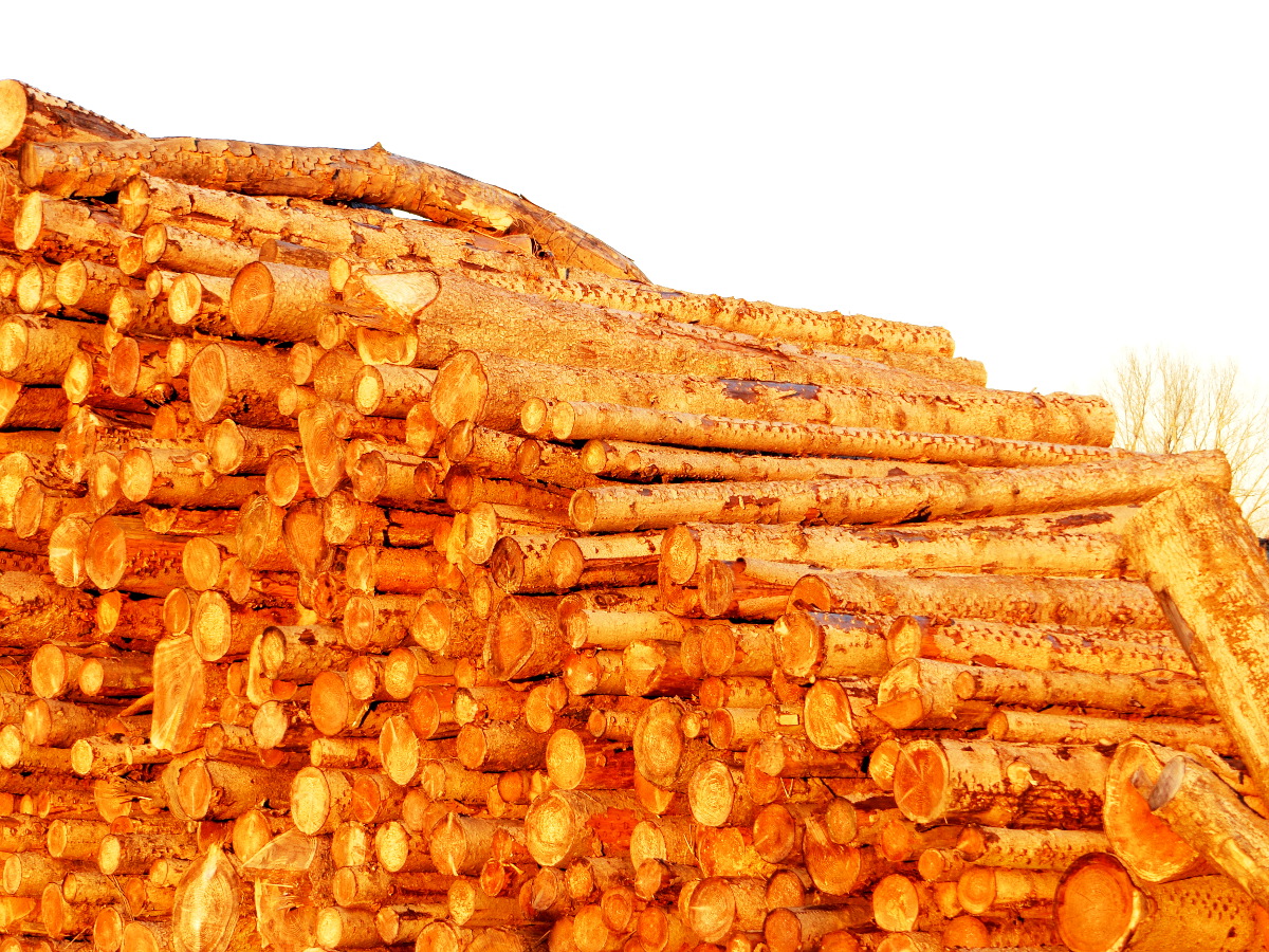 Goldenes Holz