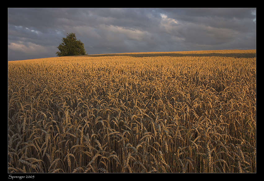 Goldenes Korn