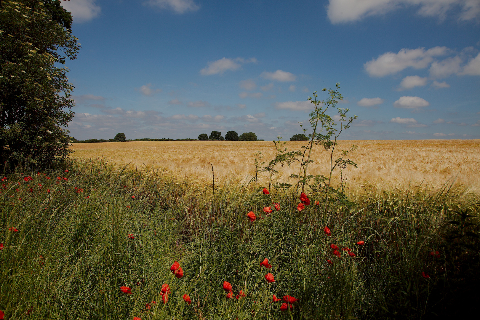 Goldenes Kornfeld mit roten Mohn