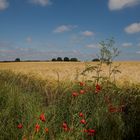 Goldenes Kornfeld mit roten Mohn