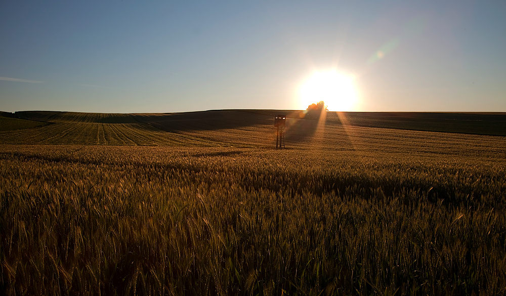 Goldenes Land (Pano aus 5 Hochkantbildern, freihand)