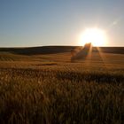 Goldenes Land (Pano aus 5 Hochkantbildern, freihand)