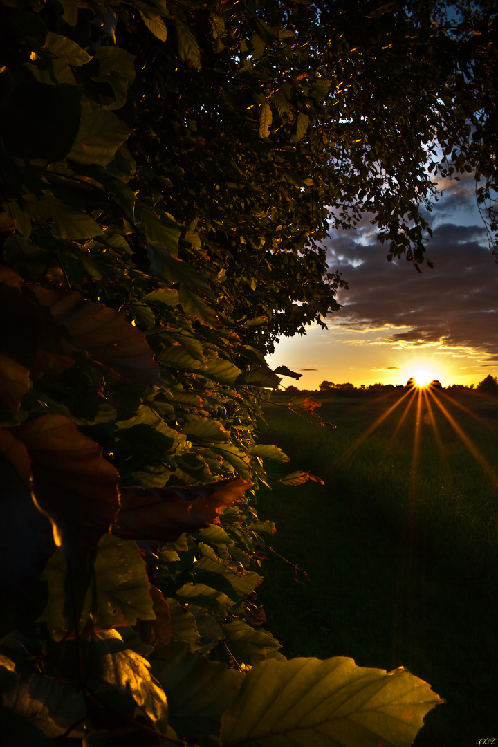 Goldenes Laub