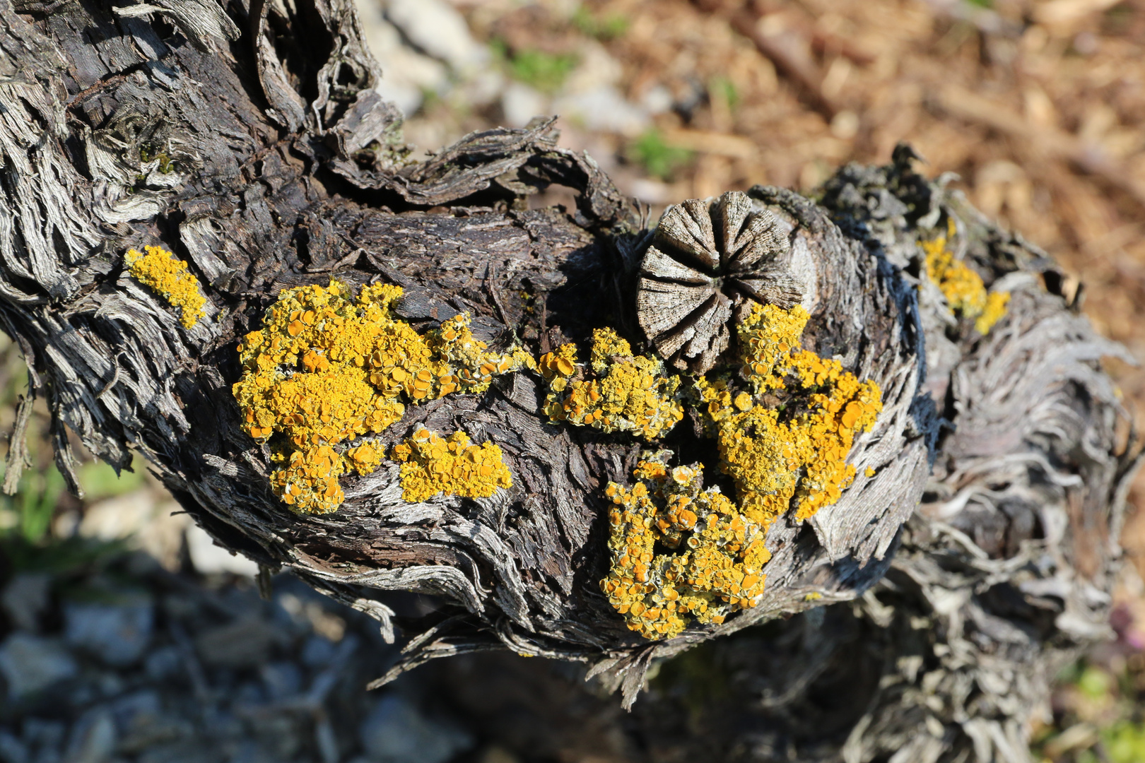 Goldenes Leuchten in der Frühlingssonne 