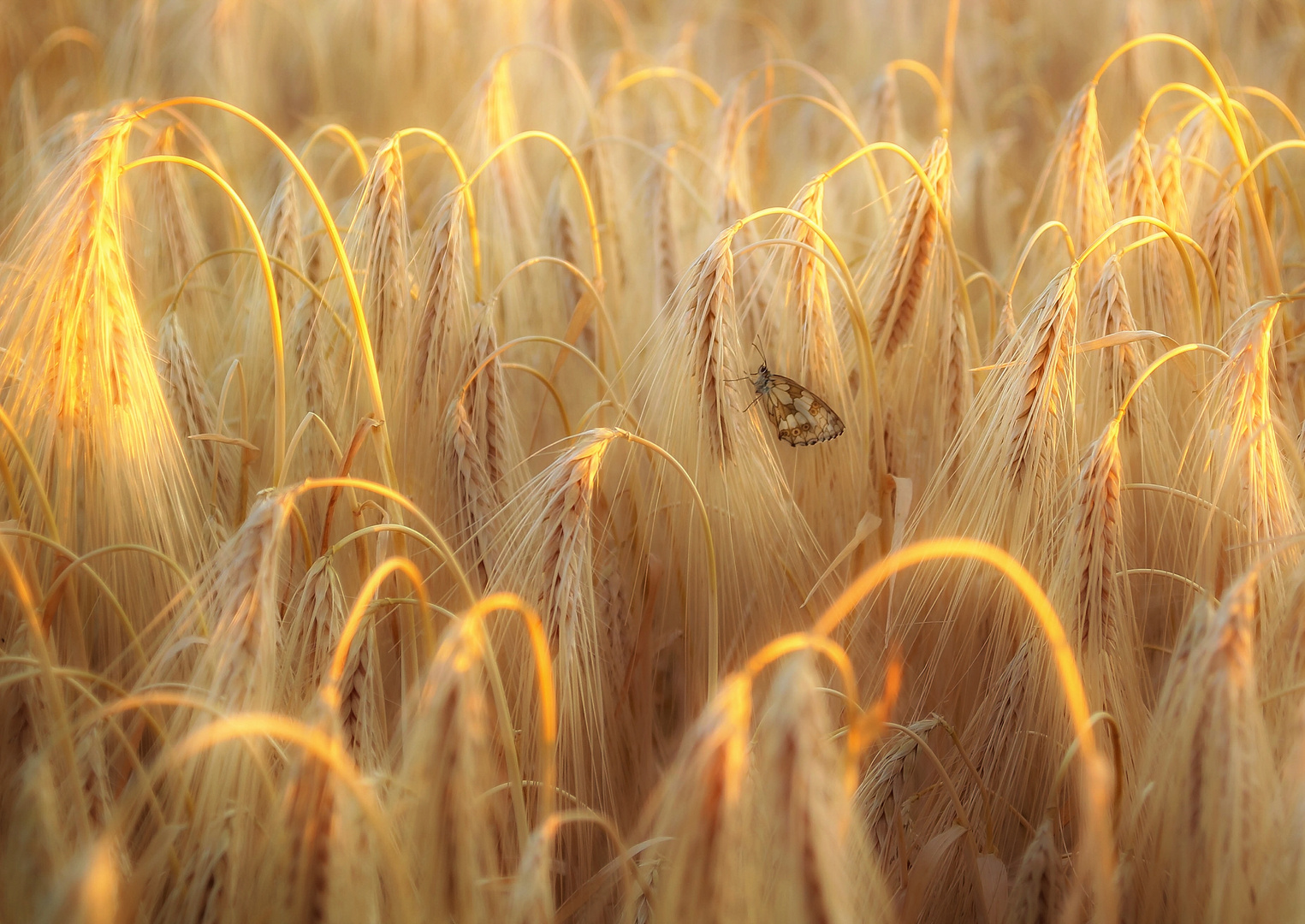 Goldenes Licht