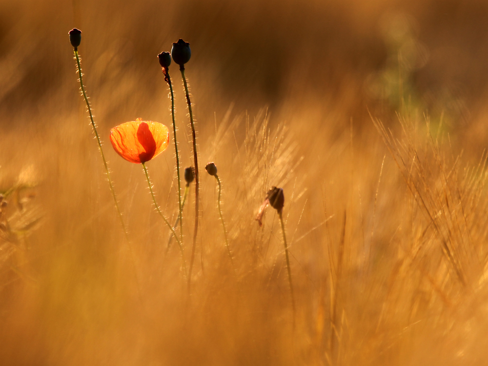 goldenes Licht