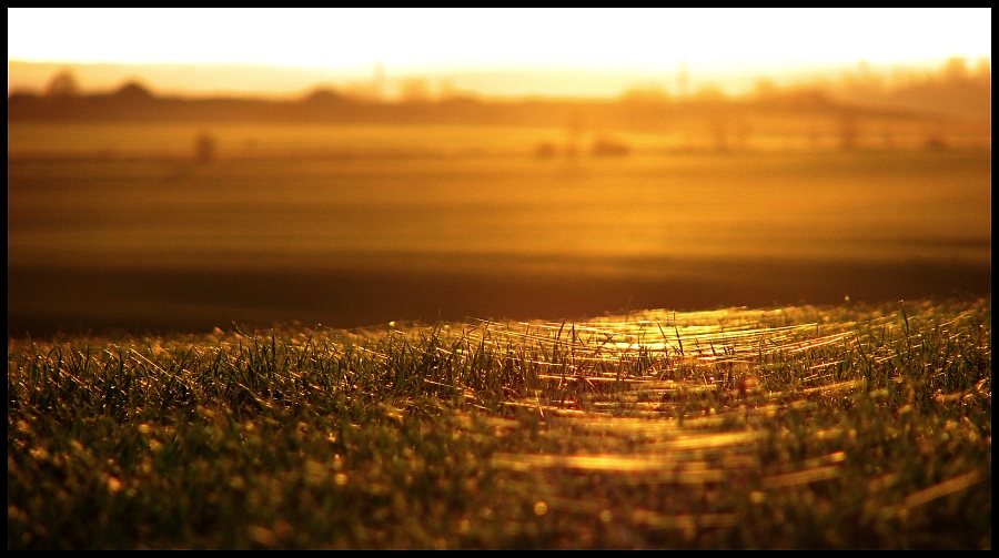 Goldenes Licht