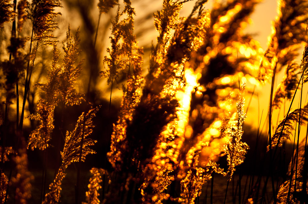 Goldenes Licht an einem Wintermorgen