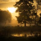 Goldenes Licht auf der Weide