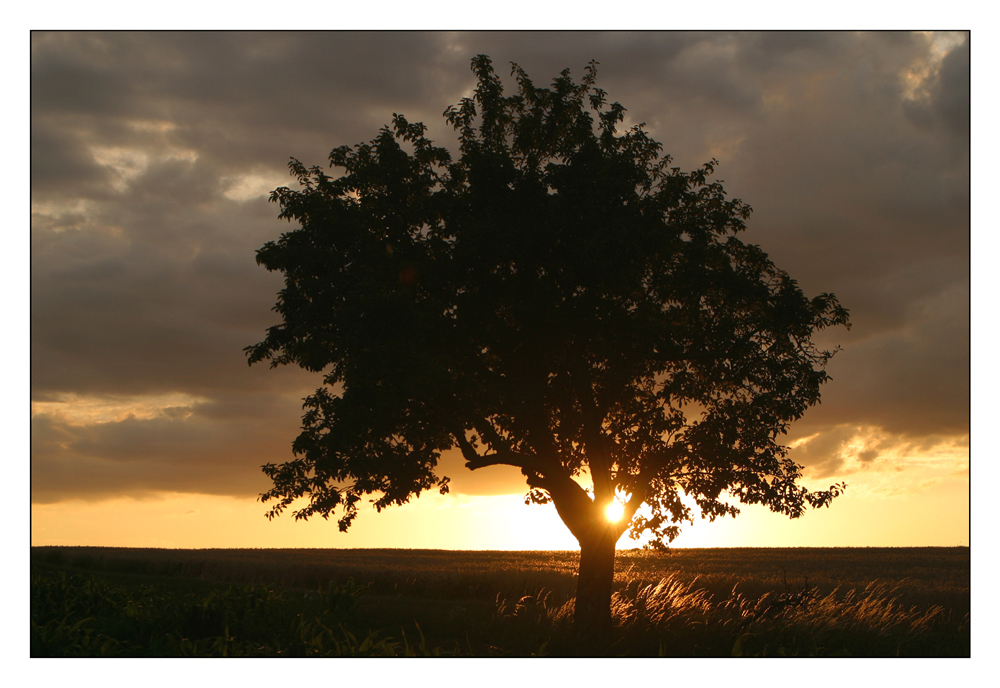 Goldenes Licht eines Sommerabends