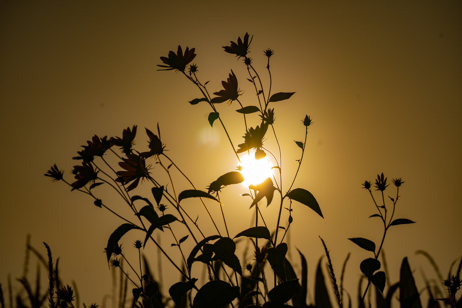 Goldenes Licht...