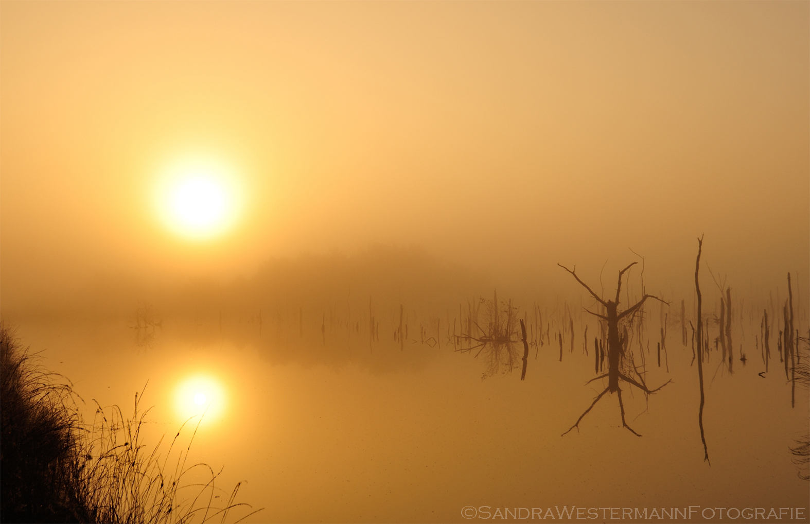 goldenes Licht im Goldenstedter Moor