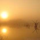 goldenes Licht im Goldenstedter Moor