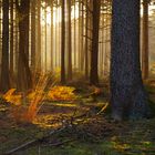 goldenes Licht im Wald