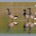 goldenes Licht... Ringelgänse *Branta bernicla*