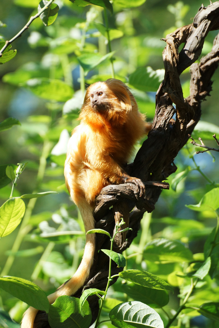 Goldenes Löwenäffchen (Leontopithecus rosalia)