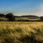 Goldenes Mecklenburg