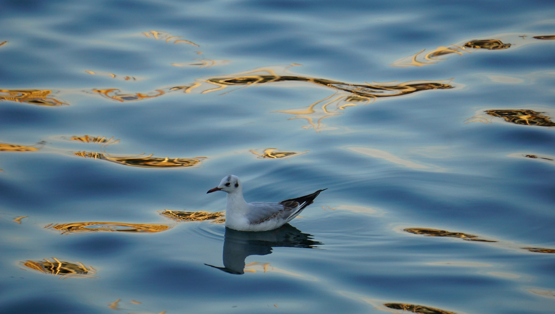 Goldenes Meer