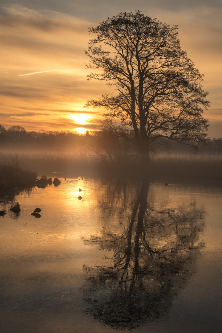 Goldenes Morgenlicht 