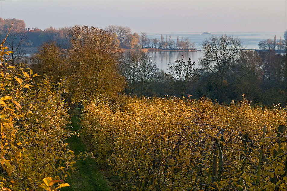 goldenes Novemberlicht