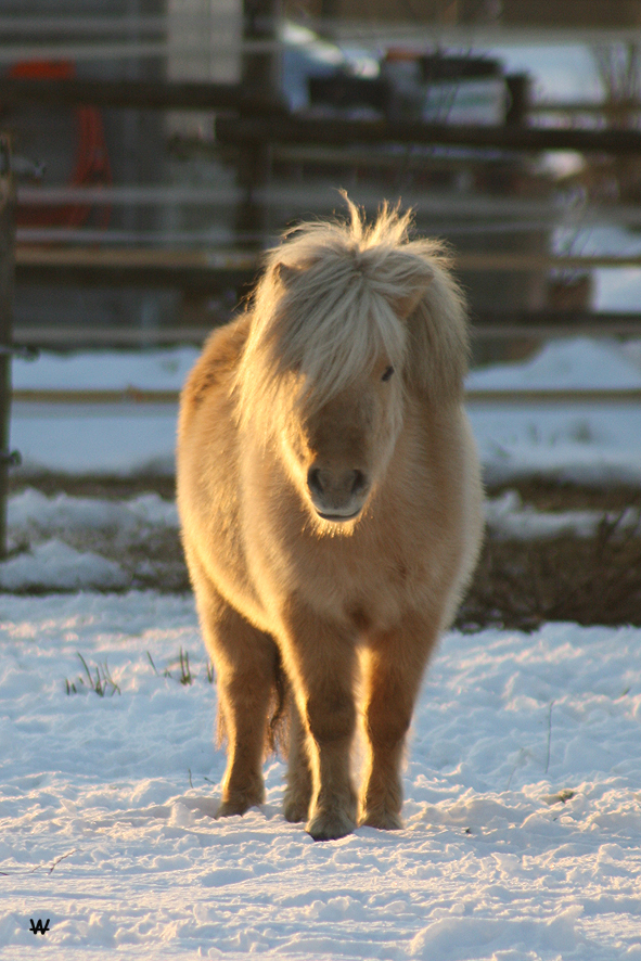 goldenes Pony