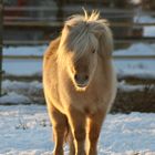 goldenes Pony