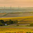 Goldenes Rheinhessen (7.5)