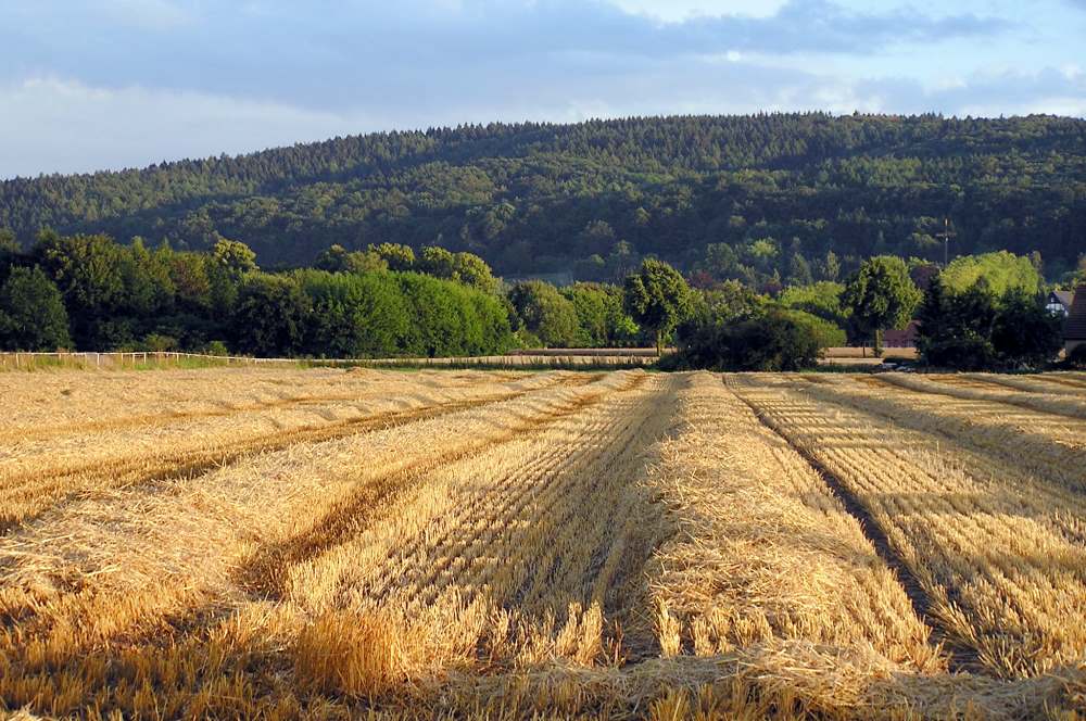 Goldenes Stroh im Abendlicht