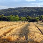 Goldenes Stroh im Abendlicht