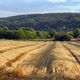 Goldenes Stroh im Abendlicht