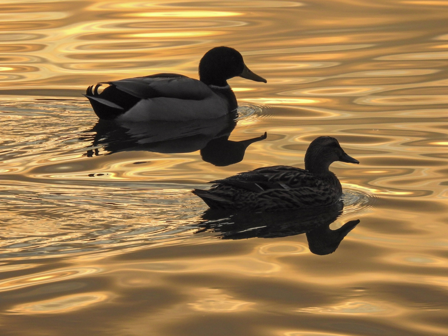 Goldenes Wasser