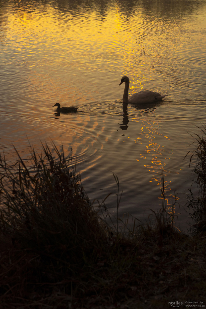 Goldenes Wasser